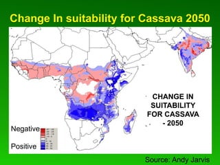 Global Cassava Partnership for the 21st Century (GCP21), a cassava platform to develop improvement strategies