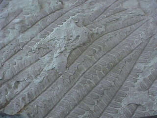 Presentation festival