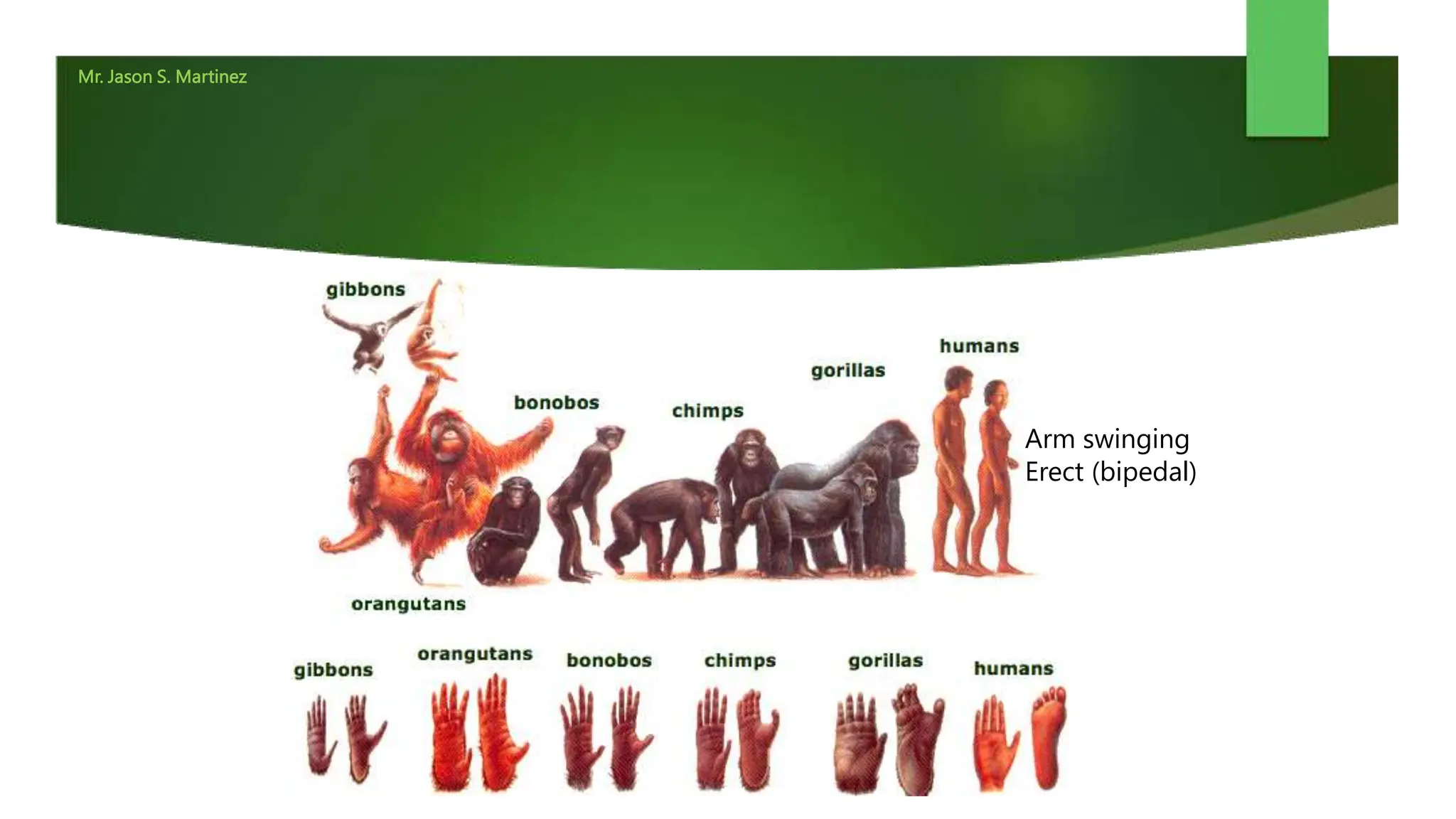 Mr. Jason S. Martinez
Mr. Jason S. Martinez
Arm swinging
Erect (bipedal)
 