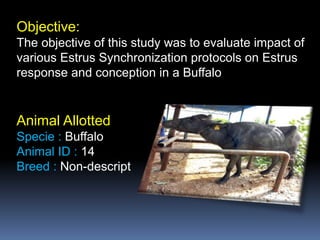 Synchronization Example In Animal Behavior Impact of Estrous Synchronization Protocols on Estrus response and ...