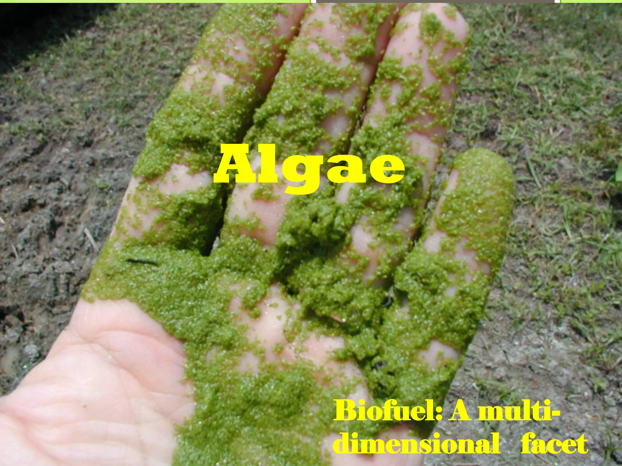Algae



   Biofuel: A multi-
   dimensional facet
 