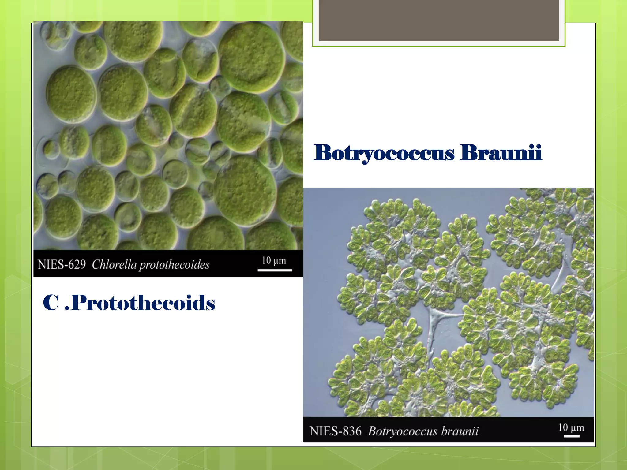 C



                   Botryococcus Braunii




C .Protothecoids
 