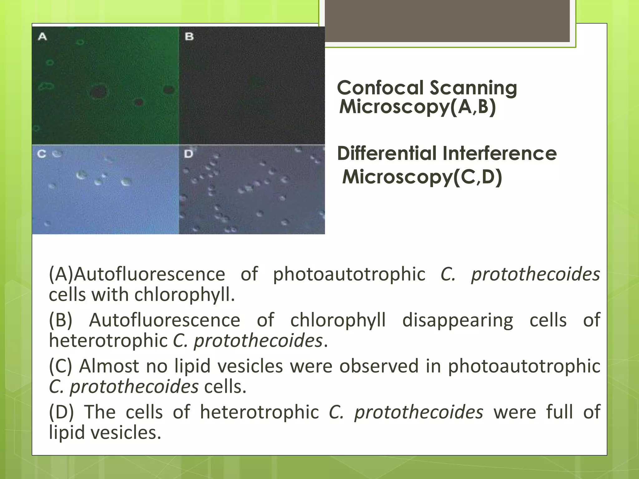 Confocal Scanning
Microscopy                      Microscopy(A,B)

                                Differential Interference
                                Microscopy(C,D)



(A)Autofluorescence of photoautotrophic C. protothecoides
cells with chlorophyll.
(B) Autofluorescence of chlorophyll disappearing cells of
heterotrophic C. protothecoides.
(C) Almost no lipid vesicles were observed in photoautotrophic
C. protothecoides cells.
(D) The cells of heterotrophic C. protothecoides were full of
lipid vesicles.
 