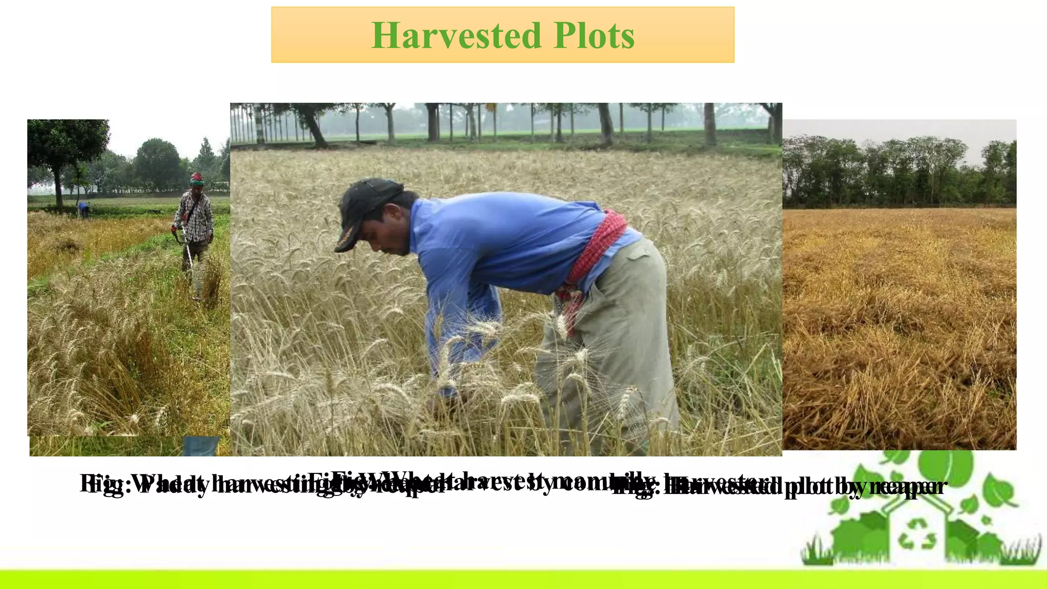 Harvested Plots
Fig: Paddy harvesting by reaper Fig: Harvested plot by reaperFig: Wheat harvesting by reaper Fig: Harvested plot by reaperFig: Wheat harvest by combine harvesterFig: Wheat harvest manually
 