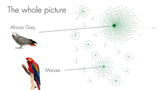 The whole picture
African Grey
Macaw
 