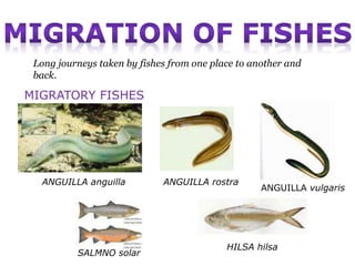 Presentation fish migration | PPTX | Fish and Aquariums | Pets