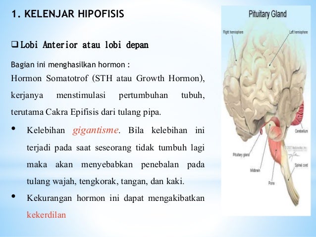 Presentation Fisiologi Endokrin