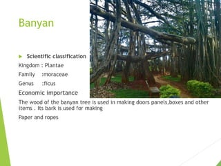 Banyan
 Scientific classification
Kingdom : Plantae
Family :moraceae
Genus :ficus
Economic importance
The wood of the banyan tree is used in making doors panels,boxes and other
items . Its bark is used for making
Paper and ropes
 