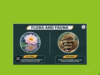 Flora and fauna
 