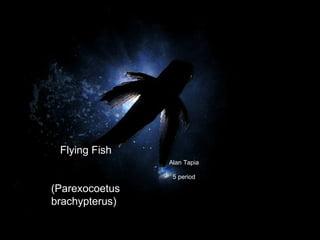 Alan Tapia 5 period Flying Fish  (Parexocoetus brachypterus)  