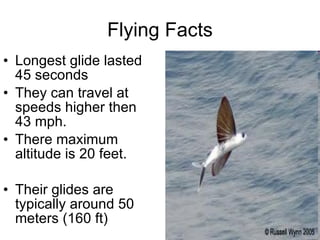 Presentation flying fish Alan Tapia