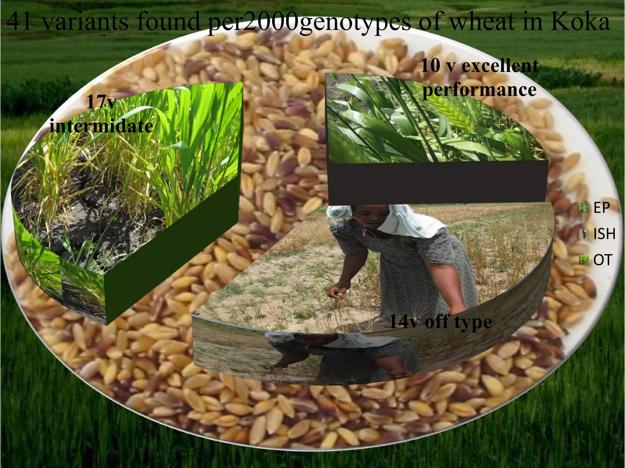 41 variants found per2000genotypes of wheat in Koka
                                   10 v excellent
                                   performance
       17v
   intermidate


                                                    EP
                                                    ISH
                                                    OT


                                14v off type
 