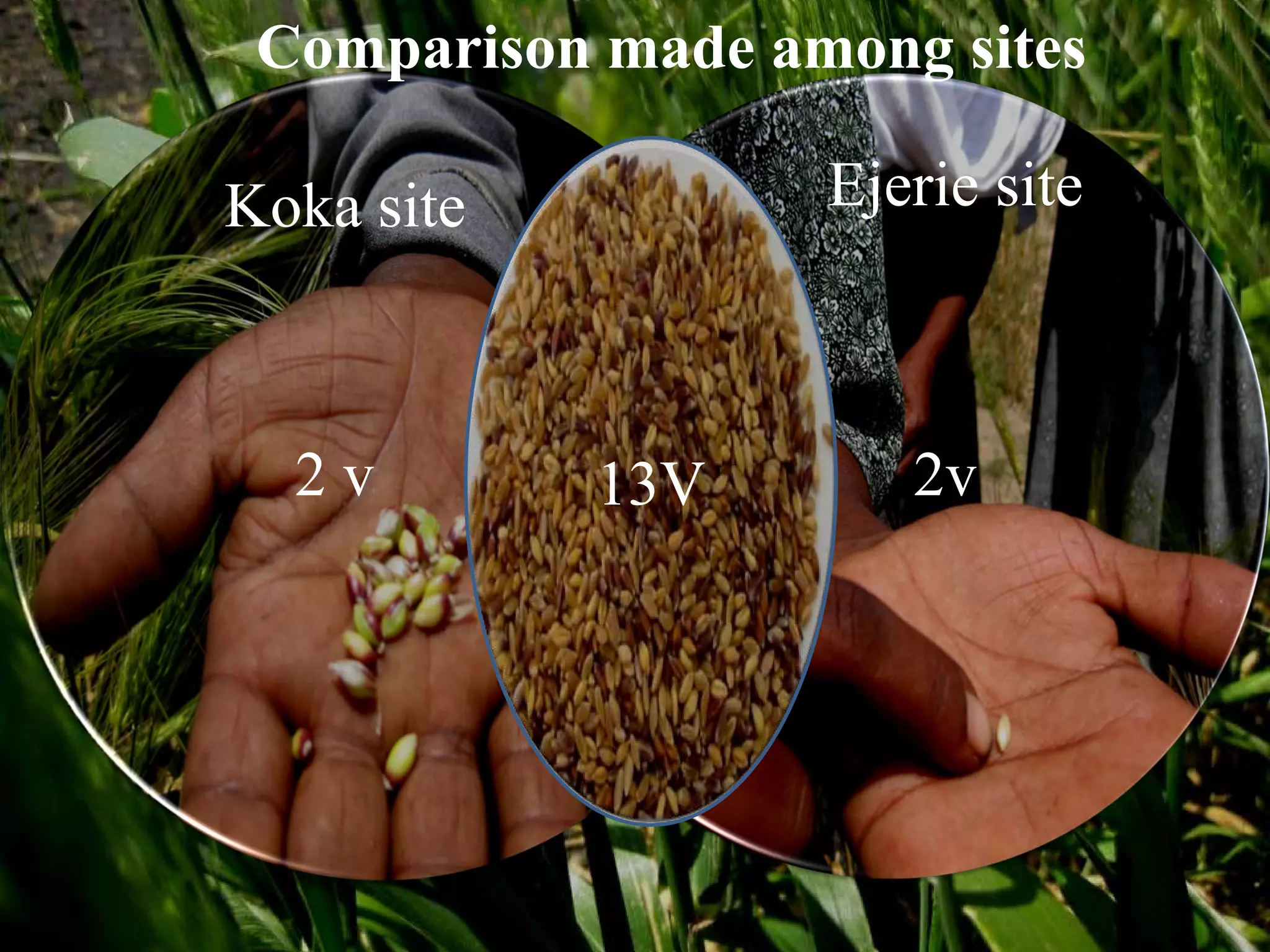 Comparison made among sites

Koka site          Ejerie site


            8v
  2v        13V       2v
 