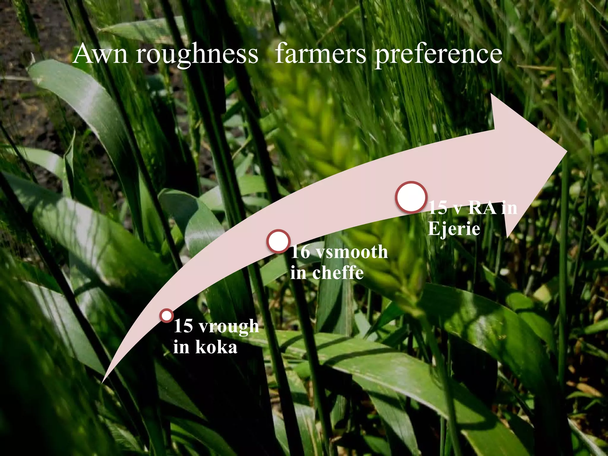 Awn roughness farmers preference



                                15 v RA in
                                Ejerie
                   16 vsmooth
                   in cheffe

       15 vrough
       in koka
 