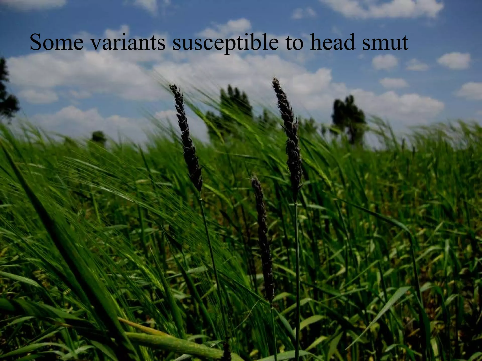 Some variants susceptible to head smut
 