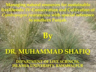 { By
DR. MUHAMMAD SHAFIQ
DEPARTMENT OF LIVE SCIENCES,
ISLAMIA UNIVERSITY, BAHAWALPUR
Managing natural resources for sustainable
livelihoods: IV-Conservation and Cultivation of
Cymbopogon jwarancusa with special reference
to southern Punjab.
 