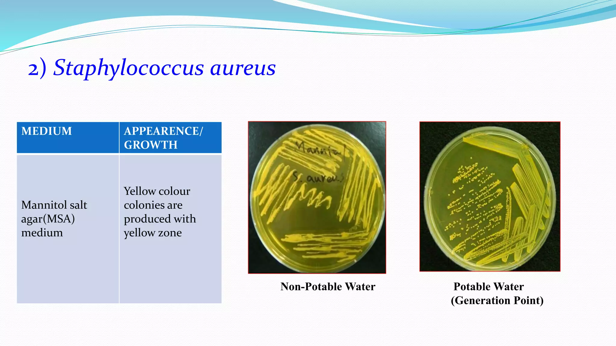 MEDIUM APPEARENCE/
GROWTH
Mannitol salt
agar(MSA)
medium
Yellow colour
colonies are
produced with
yellow zone
2) Staphylococcus aureus
Non-Potable Water Potable Water
(Generation Point)
 