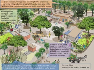 3 to 5 years on, Moringa trees providing fodder for animals,
increasing milk production by up to 50% and weight gain < 35%
While providing multiple nutritional and health benefits for people
Kitchen gardens
saving 30 – 50%
people’s income on
food while
improving nutrition

Increased shade, wind
and flood protection,
better hygiene, sanitation
and nutrition, household
income boosted. Overall
resilience enhanced.

Constructed wetland system provides complete treatment for sewage
waste while providing habitat for bamboo and other useful species

Concept: DFID
Illustration and artwork: UNHABITAT

 