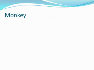 Monkey