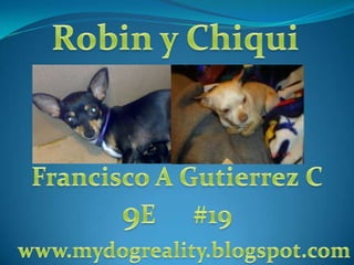 Robin y Chiqui Francisco A Gutierrez C 9E		#19 www.mydogreality.blogspot.com 