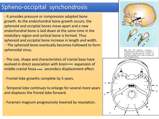 Growth and Development of Cranial and Facial structures.(Orthodontics ...