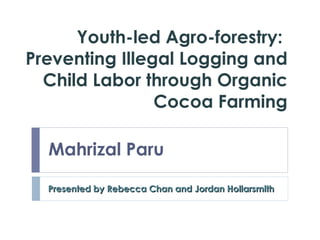 Youth-led Agro-forestry:  Preventing Illegal Logging and Child Labor through Organic  Cocoa  Farming Presented by Rebecca Chan and Jordan Hollarsmith Mahrizal Paru 