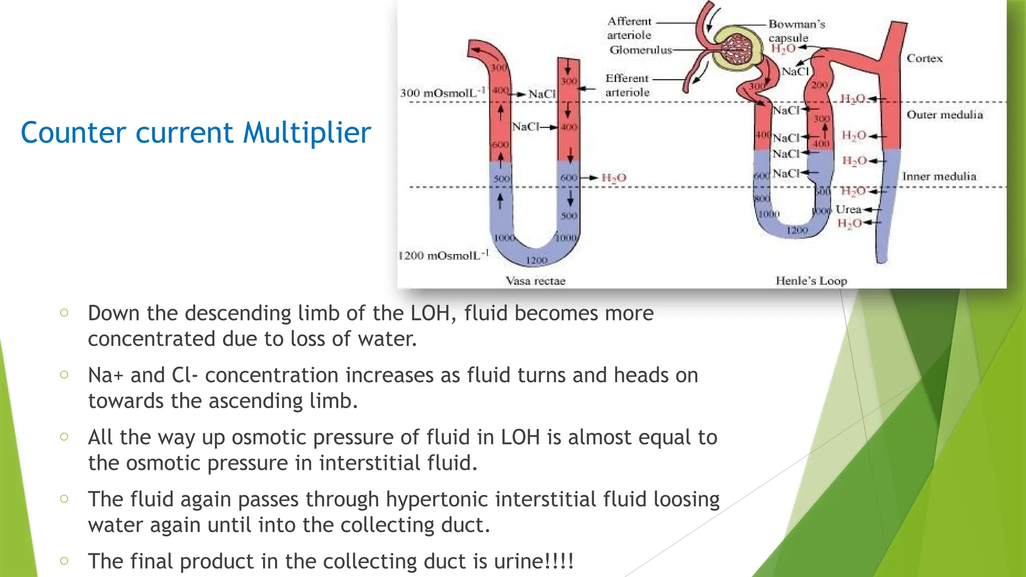 Anatomy and physiology of human kidney by BNCP | PPTX