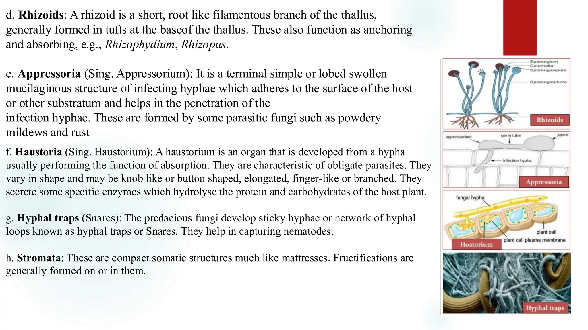 d. Rhizoids: A rhizoid is a short, root like filamentous branch of the thallus,
generally formed in tufts at the baseof the thallus. These also function as anchoring
and absorbing, e.g., Rhizophydium, Rhizopus.
e. Appressoria (Sing. Appressorium): It is a terminal simple or lobed swollen
mucilaginous structure of infecting hyphae which adheres to the surface of the host
or other substratum and helps in the penetration of the
infection hyphae. These are formed by some parasitic fungi such as powdery
mildews and rust
f. Haustoria (Sing. Haustorium): A haustorium is an organ that is developed from a hypha
usually performing the function of absorption. They are characteristic of obligate parasites. They
vary in shape and may be knob like or button shaped, elongated, finger-like or branched. They
secrete some specific enzymes which hydrolyse the protein and carbohydrates of the host plant.
g. Hyphal traps (Snares): The predacious fungi develop sticky hyphae or network of hyphal
loops known as hyphal traps or Snares. They help in capturing nematodes.
h. Stromata: These are compact somatic structures much like mattresses. Fructifications are
generally formed on or in them.
 