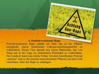 4. Pestizid-resistenter Raps Pestizid-resistenter Raps enthält ein Gen, das es der Pflanze ermöglicht, einem bestimmten Unkrautvernichtungsmittel zu widerstehen. Dieses Gen stammt aus einem Bakterium, das von Natur aus in der Lage ist, bestimmten Pestiziden zu widerstehen. Der Landwirt kann nun solche Felder mit dem betreffenden Pestizid „spritzen" und so die meisten unerwünschten Pflanzen auf dem Feld vernichten, ohne den Raps zu schädigen. 
