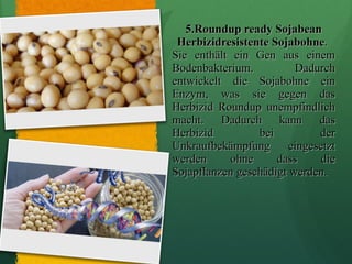 5.Roundup ready Sojabean Herbizidresistente Sojabohne .  Sie enthält ein Gen aus einem Bodenbakterium. Dadurch entwickelt die Sojabohne ein Enzym, was sie gegen das Herbizid Roundup unempfindlich macht. Dadurch kann das Herbizid bei der Unkraufbekämpfung eingesetzt werden ohne dass die Sojapflanzen geschädigt werden. 