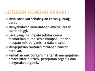  Memusnahkan sebahagian cerun gunung 
berapi. 
 Menyebabkan kemusnahan ekologi hutan 
tanah tinggi. 
 Lava yang melimpahi sekitar cerun 
mematikan hutan serta hidupan liar dan 
hidupan mikroorganisma dalam tanah. 
 Menjejaskan rantaian makanan haiwan 
herbivor. 
 Kematian mikroorganisma tanah menjejaskan 
proses kitar nutrien, pereputan organik dan 
penguraian organik. 
 