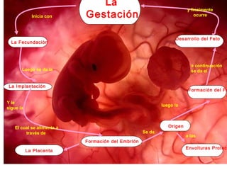 La
Gestación
La Fecundación
La Implantación
Formación del Embrión
Desarrollo del Feto
Formación del Fe
La Placenta
Origen
Envolturas Protec
Inicia con
Luego se da la
Y le
sigue la
luego la
a continuación
se da el
y finalmente
ocurre
El cual se alimenta a
través de Se da
a las