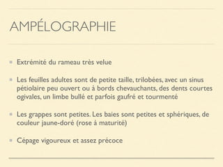 AMPÉLOGRAPHIE
Extrémité du rameau très velue
Les feuilles adultes sont de petite taille, trilobées, avec un sinus
pétiolaire peu ouvert ou à bords chevauchants, des dents courtes
ogivales, un limbe bullé et parfois gaufré et tourmenté
Les grappes sont petites. Les baies sont petites et sphériques, de
couleur jaune-doré (rose à maturité)
Cépage vigoureux et assez précoce
 