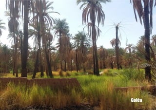 Goléa
 