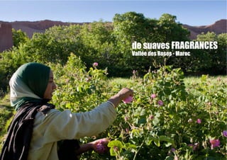 de suaves FRAGRANCES
Vallée des Roses - Maroc
 