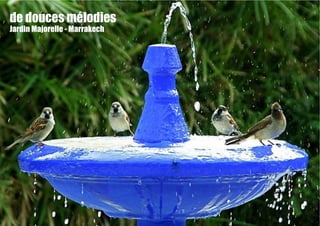 de douces mélodies
Jardin Majorelle - Marrakech
 