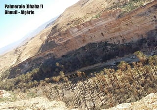 Palmeraie (Ghaba !)
Ghoufi - Algérie
 