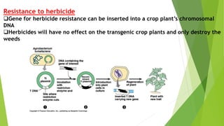Resistance to herbicide
Gene for herbicide resistance can be inserted into a crop plant’s chromosomal
DNA
Herbicides will have no effect on the transgenic crop plants and only destroy the
weeds
 
