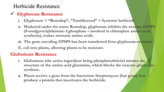  Glyphosate Resistance
i. Glyphosate = “Roundup”, “Tumbleweed” = Systemic herbicide
ii. Marketed under the name Roundup, glyphosate inhibits the enzyme EPSPS
(S-enolpyruvlshikimate-3 phosphate – involved in chloroplast amino acid
synthesis), makes aromatic amino acids.
iii. The gene encoding EPSPS has been transferred from glyphosate-resistant
E. coli into plants, allowing plants to be resistant.
Glufosinate Resistance
i. Glufosinate (the active ingredient being phosphinothricin) mimics the
structure of the amino acid glutamine, which blocks the enzyme glutamate
synthase.
ii. Plants receive a gene from the bacterium Streptomyces (bar gene) that
produce a protein that inactivates the herbicide.
Herbicide Resistance
 