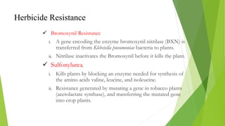  Bromoxynil Resistance
i. A gene encoding the enzyme bromoxynil nitrilase (BXN) is
transferred from Klebsiella pneumoniae bacteria to plants.
ii. Nitrilase inactivates the Bromoxynil before it kills the plant.
 Sulfonylurea.
i. Kills plants by blocking an enzyme needed for synthesis of
the amino acids valine, leucine, and isoleucine.
ii. Resistance generated by mutating a gene in tobacco plants
(acetolactate synthase), and transferring the mutated gene
into crop plants.
Herbicide Resistance
 