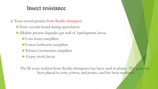 Insect resistance
a) Toxic crystal protein from Bacillus thuringensis
Toxic crystals found during sporulation
Alkaline protein degrades gut wall of lepidopteran larvae
Corn borer catepillars
Cotton bollworm catepillars
Tobacco hornworm catepillars
 Gypsy moth larvae
The Bt toxin isolated from Bacillus thuringiensis has been used in plants. The gene has
been placed in corn, cotton, and potato, and has been marketed.
 