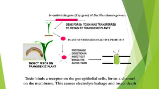 δ -endotoxin gene (Cry gene) of Bacillus thuriengenesis
GENE FOR Bt TOXIN WAS TRANSFERRED
TO OBTAIN BT TRANSGENIC PLANTS
PLANT SYNTHESIZES INACTIVE PROTOXIN
PROTEINASE
DIGESTION IN
INSECT GUT
MAKES THE
ACTIVE TOXIN
Toxin binds a receptor on the gut epithelial cells, forms a channel
on the membrane. This causes electrolyte leakage and insect death
INSECT FEEDS ON
TRANSGENIC PLANT
 