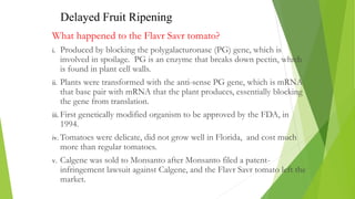 What happened to the Flavr Savr tomato?
i. Produced by blocking the polygalacturonase (PG) gene, which is
involved in spoilage. PG is an enzyme that breaks down pectin, which
is found in plant cell walls.
ii. Plants were transformed with the anti-sense PG gene, which is mRNA
that base pair with mRNA that the plant produces, essentially blocking
the gene from translation.
iii. First genetically modified organism to be approved by the FDA, in
1994.
iv. Tomatoes were delicate, did not grow well in Florida, and cost much
more than regular tomatoes.
v. Calgene was sold to Monsanto after Monsanto filed a patent-
infringement lawsuit against Calgene, and the Flavr Savr tomato left the
market.
Delayed Fruit Ripening
 