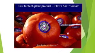 First biotech plant product – Flav’r Sav’r tomato
“Rot-Resistant Tomato”
 