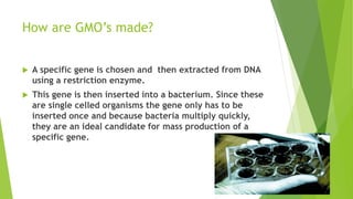 How are GMO’s made?
 A specific gene is chosen and then extracted from DNA
using a restriction enzyme.
 This gene is then inserted into a bacterium. Since these
are single celled organisms the gene only has to be
inserted once and because bacteria multiply quickly,
they are an ideal candidate for mass production of a
specific gene.
 