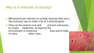 Why is it relevant to society?
 GM bacteria are relevant to society, because they are a
fast and easy way to make a lot of a selected gene.
 They can be used to cure and prevent sicknesses,
to create medicines, to improve the
environment in numerous ways and to help
in many other ways.
 