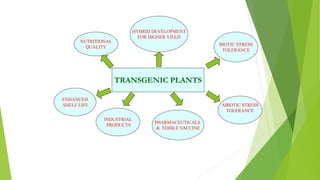 TRANSGENIC PLANTS
NUTRITIONAL
QUALITY
BIOTIC STRESS
TOLERANCE
ABIOTIC STRESS
TOLERANCE
PHARMACEUTICALS
& EDIBLE VACCINE
HYBRID DEVELOPMENT
FOR HIGHER YIELD
ENHANCED
SHELF LIFE
INDUSTRIAL
PRODUCTS
 