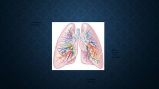 LUNGS ANATOMY Slide 17