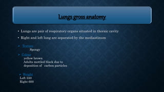 LUNGS ANATOMY Slide 4