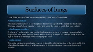 LUNGS ANATOMY Slide 9